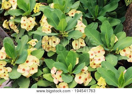 Euphorbia milli a beautiful flower color blooming in the garden and has a leaf as the background