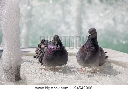 City Pigeons By The Side Of  Fountain