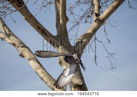 Single Pigeon Flying In  Air