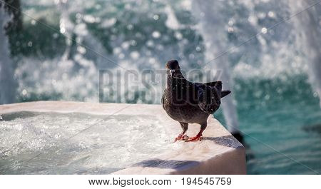 City Pigeon By The Side Of  Fountain