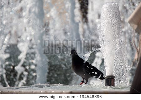 City Pigeon By The Side Of  Fountain