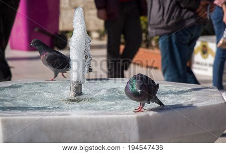 City Pigeon By The Side Of  Fountain