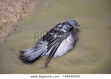 City Pigeons Bath In Muddy Water