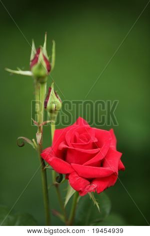 Smukke røde rose