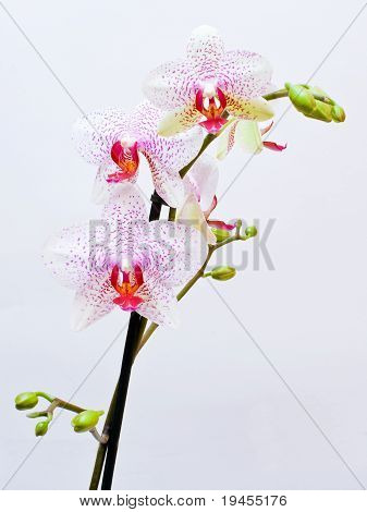 美丽的粉红色兰花孤立