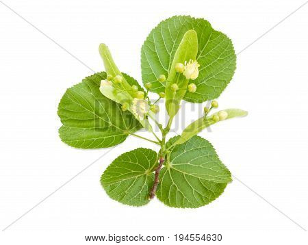 Twig of the flowering linden with leaves flowers and buds on a light background