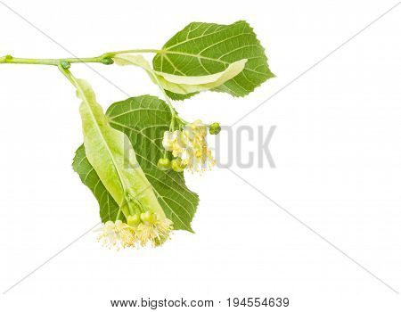 Two inflorescence of the linden on the branch with two leaves closeup on a light background