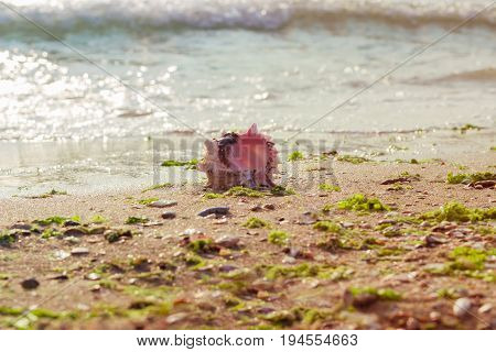 Sea shell on the sandy beach on the seashore on the background of the sea in the morning with shallow depth of field