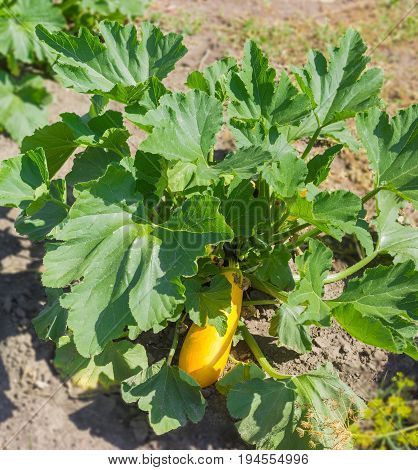 Plant of the yellow vegetable marrows with fruit leaf and flower on a field