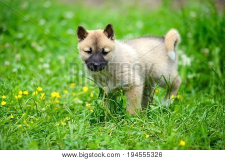 A Beautiful Siberian Laika Puppy On The Grass