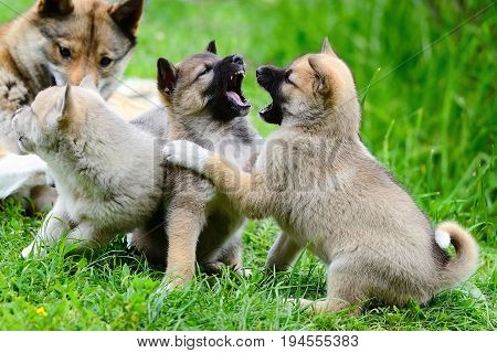 Lovely Charming Puppies Of Laika Breed Play On The Grass