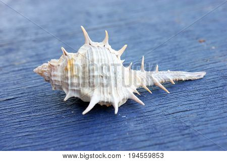 STOUT-SPINE MUREX (Murex trapa) On Wooden Background.