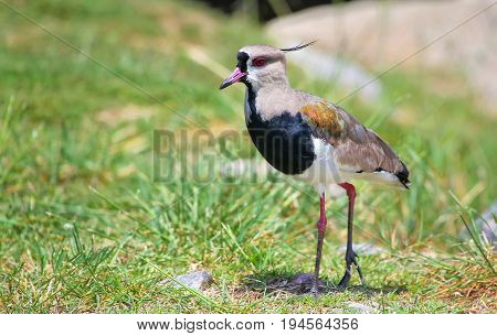 Southern Lapwing Vanellus Chilensis