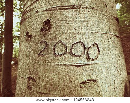 Number Two Thousand. Knife Carving On Beech Tree Bark. Tree Vandalism In A Forest
