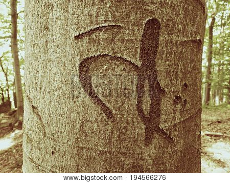 Chinese Or Japanese Letter. Knife Carving On Tree Bark. Tree Vandalism In Forest