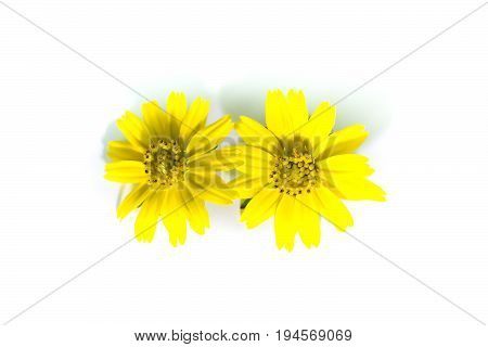 Closeup Singapore Daisy Flower With White Background