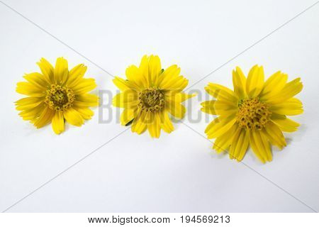 Closeup Singapore Daisy Flower With White Background