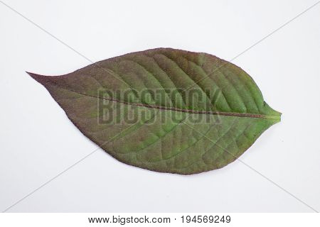 Red Leaf Of Red Ivy Or Red Flame Ivy Or Hemigraphis Alternata