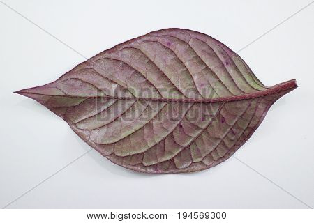 Red Leaf Of Red Ivy Or Red Flame Ivy Or Hemigraphis Alternata