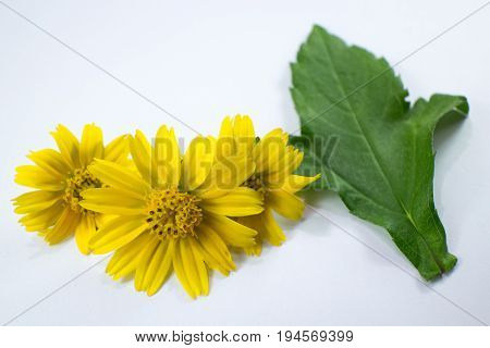 Closeup Singapore Daisy Flower With White Background