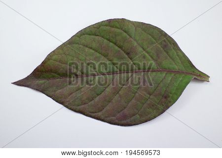 Red Leaf Of Red Ivy Or Red Flame Ivy Or Hemigraphis Alternata