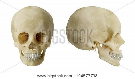 Anatomy of human skull high resolution with complex shading : 3D Rendering