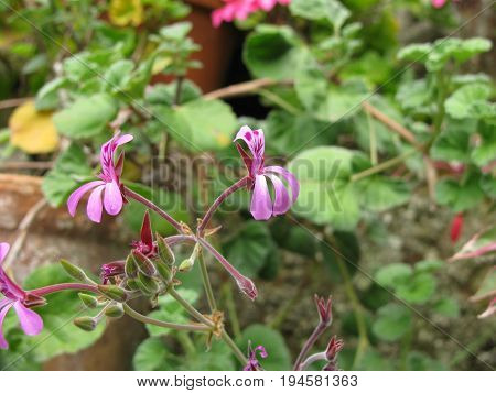 South African geranium with flowers, Pelargonium sidoides