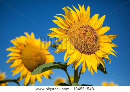 Sunflowers against the blue sky, close-up, front view