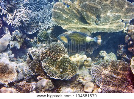 triggerfish (Balistidae) over a coral reef the Indian Ocean