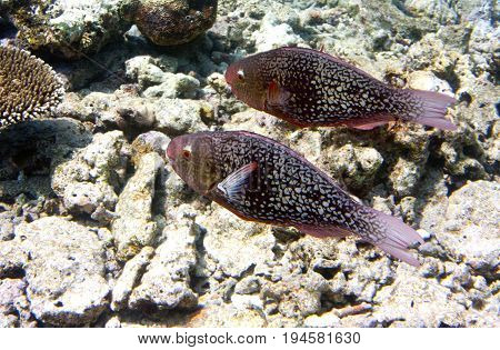 Fishes in corals. Underwater world.Scarus ferrugineus Underwater landscape in a sunny day