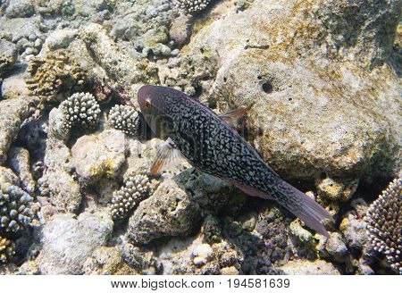 Fishes in corals. Underwater world.Scarus ferrugineus Underwater landscape in a sunny day
