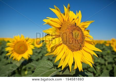 Sunflowers against the blue sky, close-up, front view