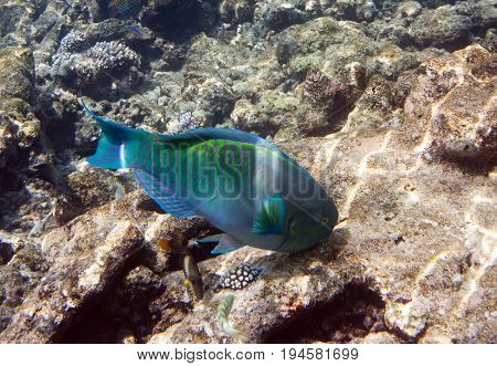 Fishes in corals. Maldives. Indian ocean. (scarus parrot fish)