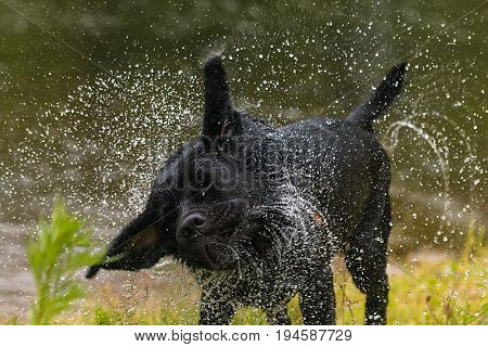 Black Labrador retriever dog. Splash after water bath.