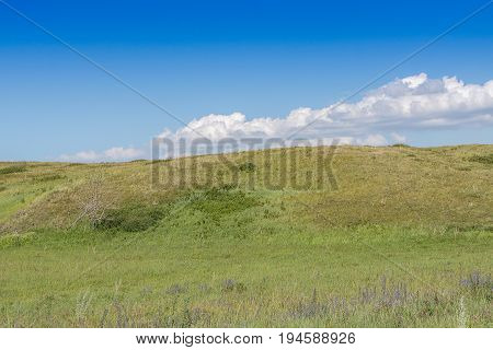 Yellow-green hill and sky with clouds. Wild grasses. Mixed grass. Summer sunny day. Beautiful summer landscape.