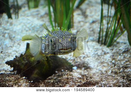 Up close face of a striped burrfish swimming underwater.
