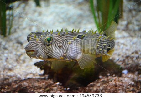 Amazing striking green eyes on a spiny boxfish underwater.