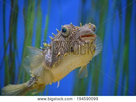 Underwater look at the striped burrfish swimming in eel grass.