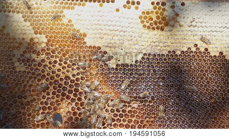 Bees honeycomb with honey, perga and honey bees.