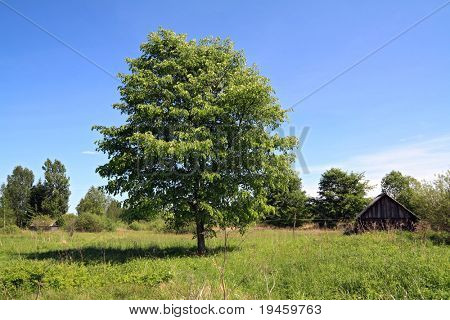 green spring oak near villages