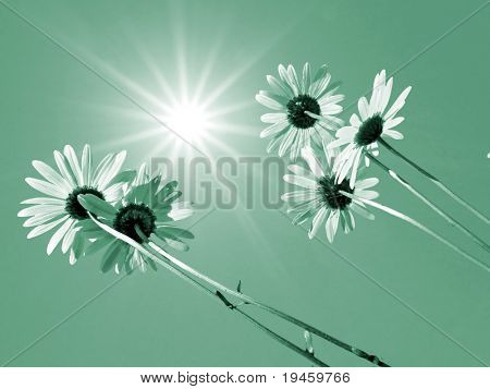Gire a la flowerses de la Margarita sobre fondo azul