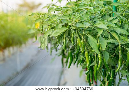 Green Chili Pepper Plant On Field Agriculture In Garden.