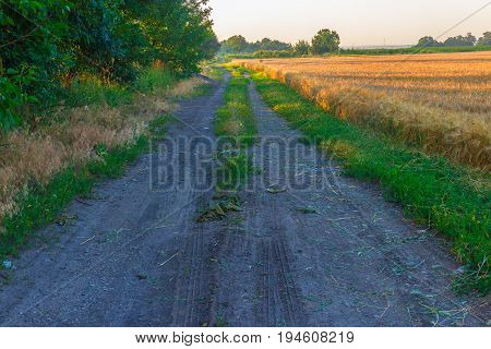 The field road in Krasnodar Krai. To the left of green bushes and trees and on the right the yellow field with the ripened grain are expensive.