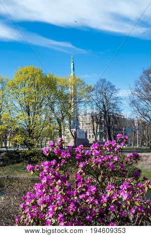Milda - monument of Freedom in blooming rhododendron bush. Riga, Latvia.