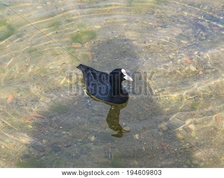 Eurasian coot Fulica atra swimming in pond with reflection close-up portrait selective focus shallow DOF.