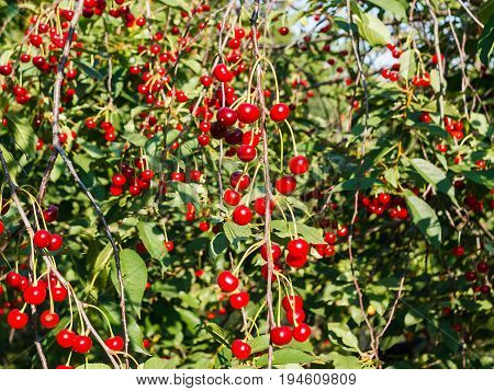 Many ripe red cherries on a green tree. Bunches of cherries on dangling branches. Blue sky in the background. Clear summer day.