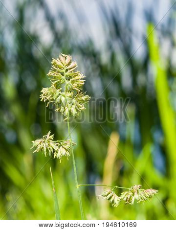 Flowers on Cock's-foot or Cat grass Dactylis glomerata closeup with green bokeh background selective focus shallow DOF.