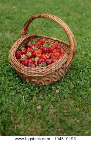 Sweet And Soft Strawberries