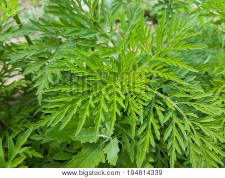 Young Have Not Yet Bloomed Ambrosia