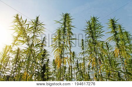 Cannabis plant with buds grow in field.